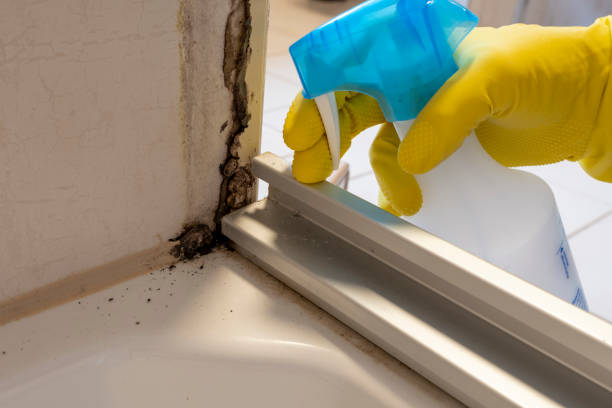 Best Residential Mold Remediation in Wildwood, FL