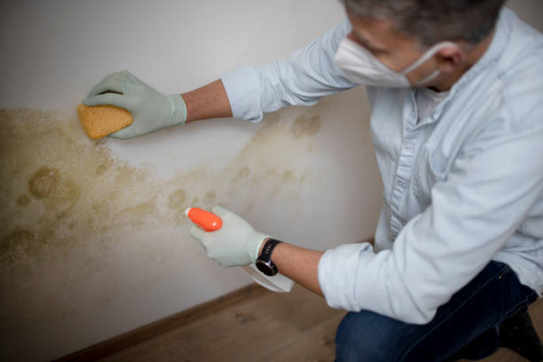 Best Bathroom Mold Remediation in Wildwood, FL