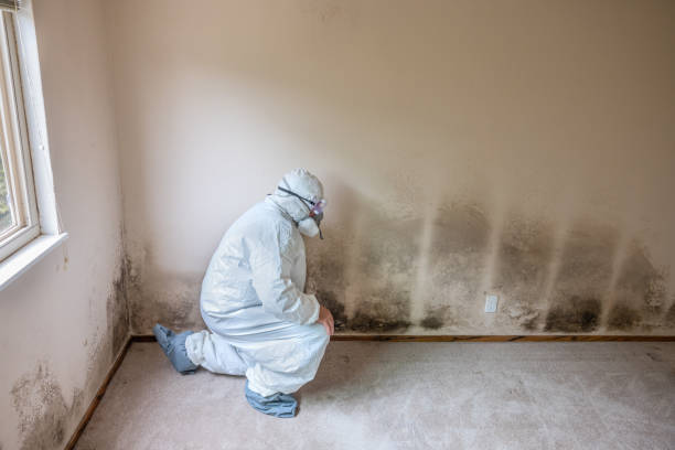 Best Black Mold Remediation in Wildwood, FL