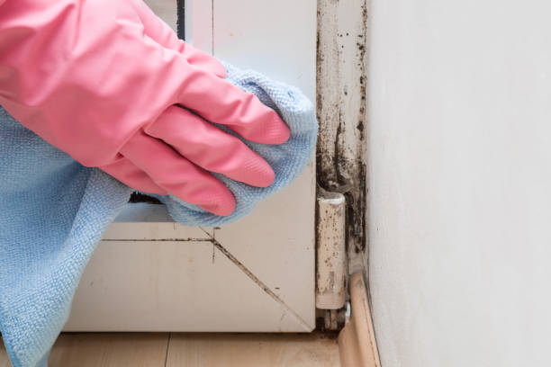Best Kitchen Mold Remediation in Wildwood, FL